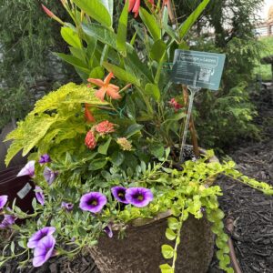 Summer Drop-In Planter Insert