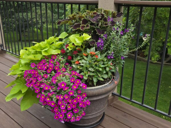 Summer Drop-In Planter Insert